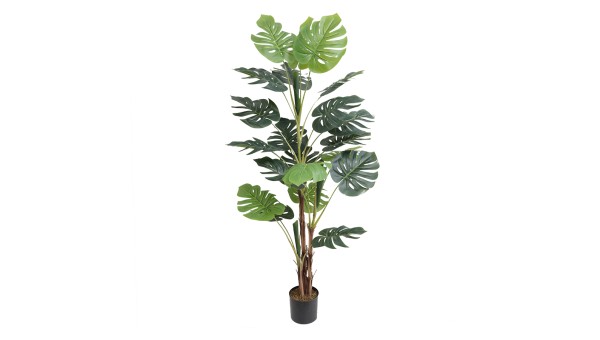 Monstera Plant A334165