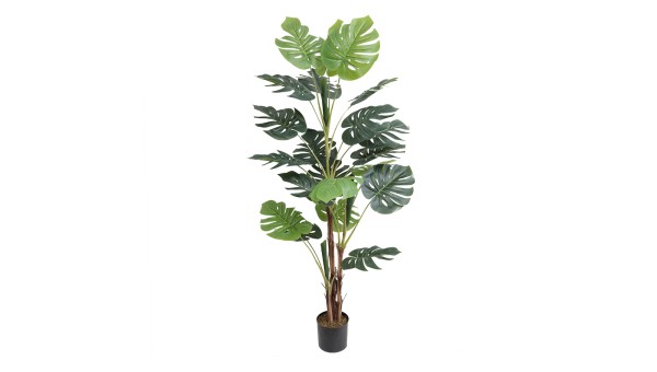Monstera Plant A334165