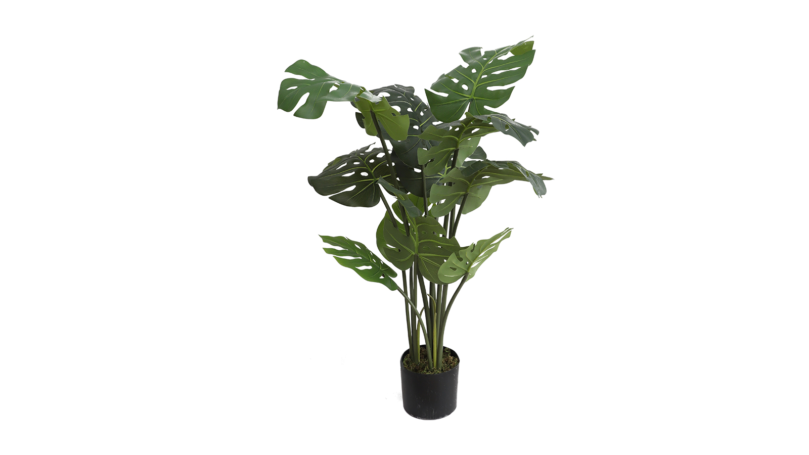 Monstera Plant A354110