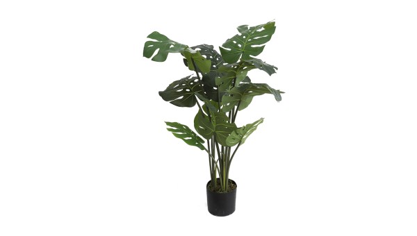 Monstera Plant A354110