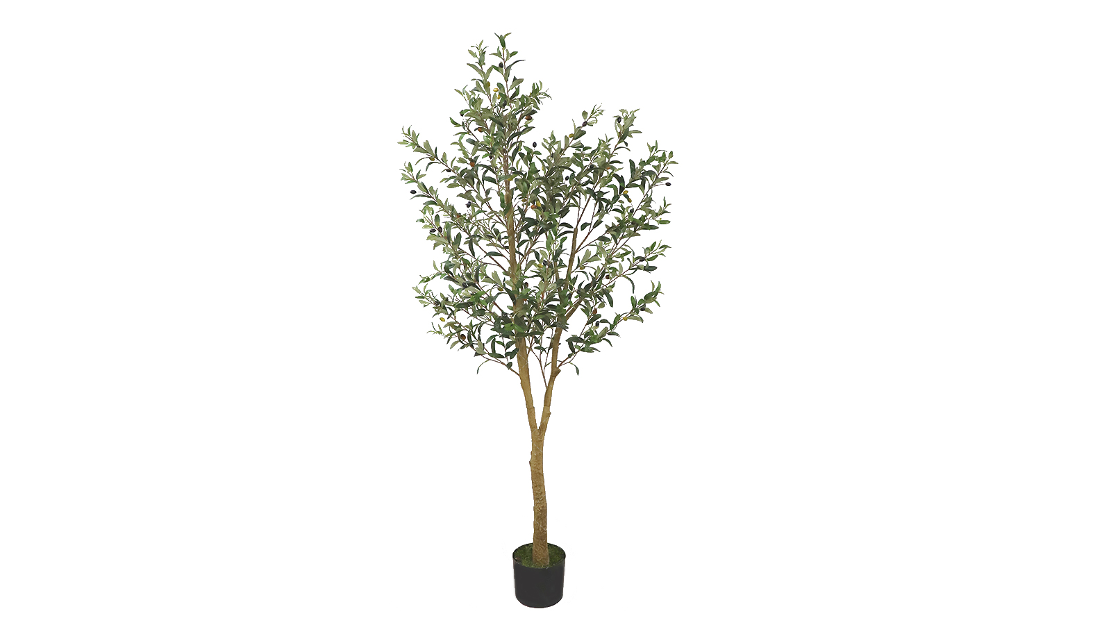 Olive Tree