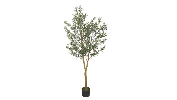 Olive Tree
