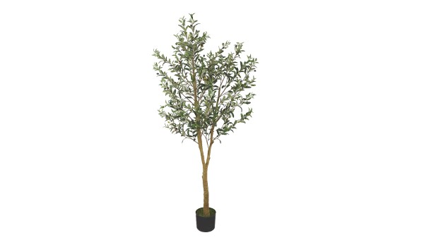 Olive Tree