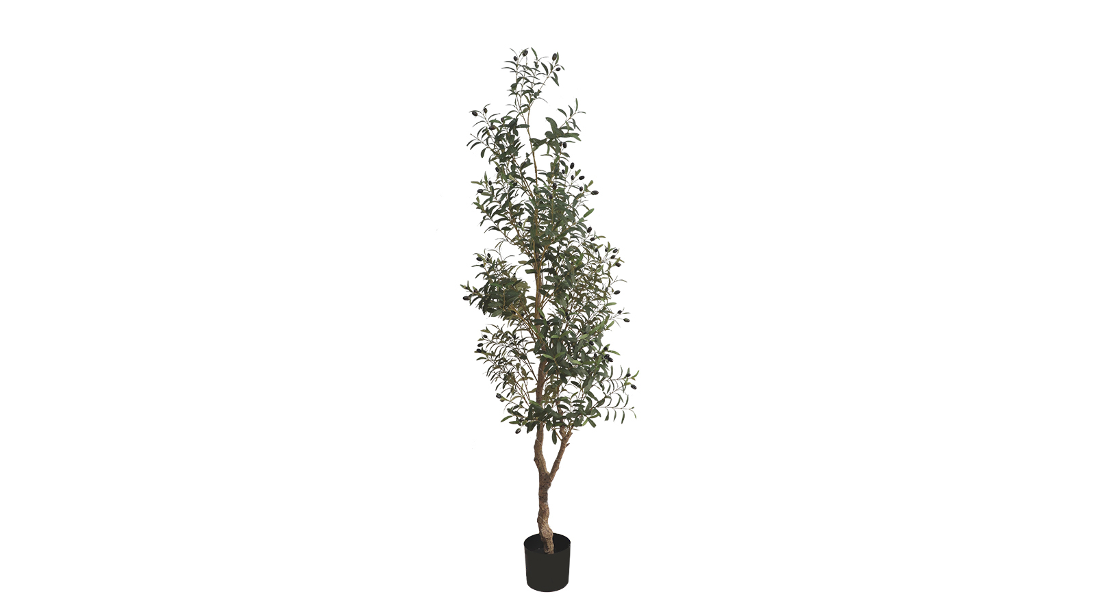Olive Tree A448210