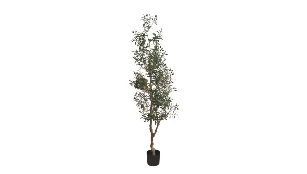 Olive Tree A448210