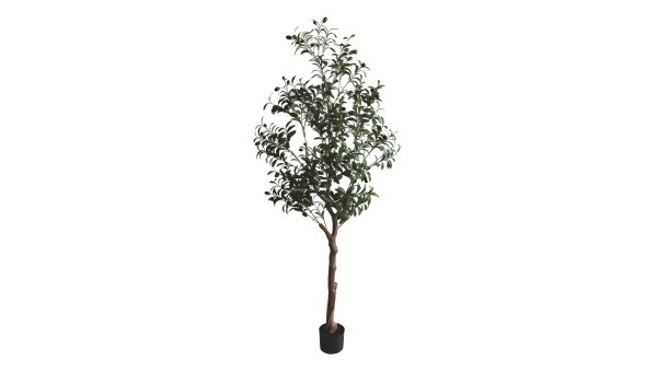 Olive Tree A463180