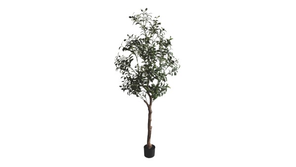 Olive Tree A463180