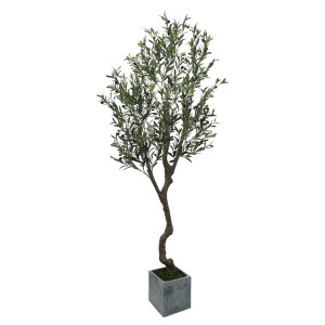 Olive Tree A477210 Olive Tree A477210