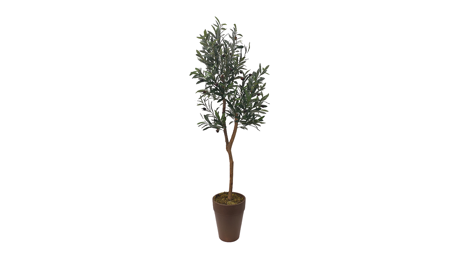 Olive Tree A478150 