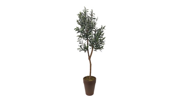 Olive Tree A478150 