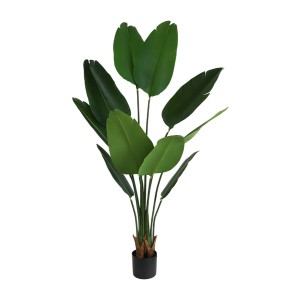 Bird of Paradise Plant