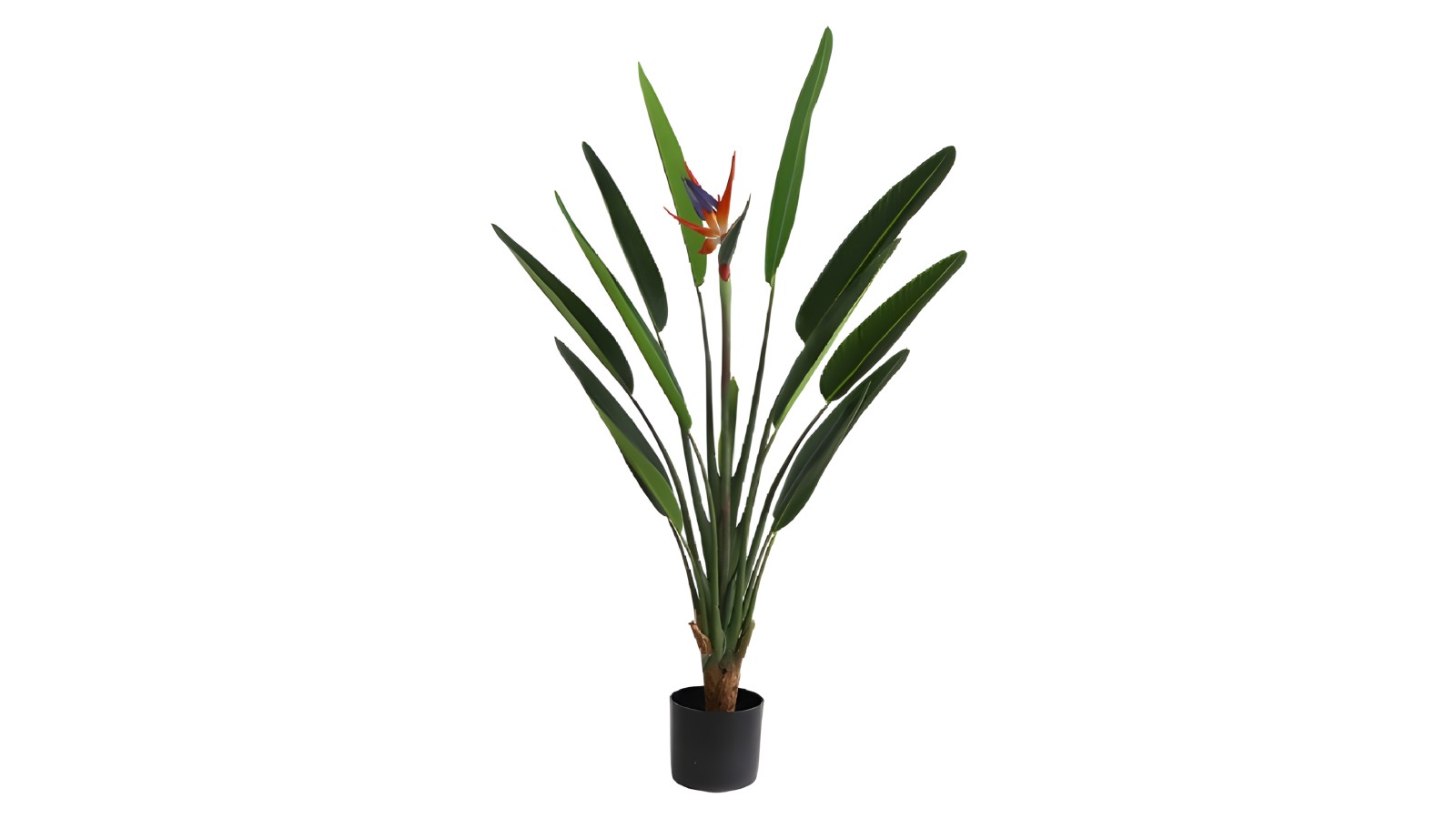 Strelitzia Plant 