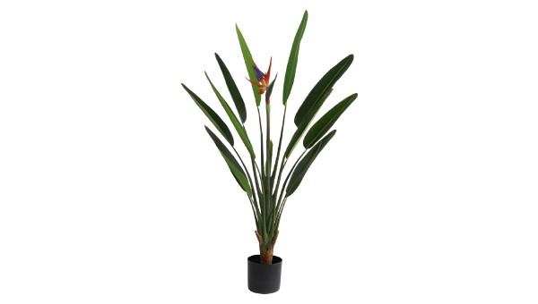 Strelitzia Plant 