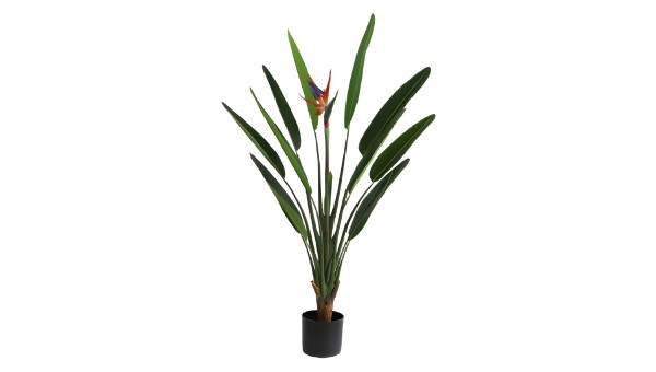Strelitzia Plant 