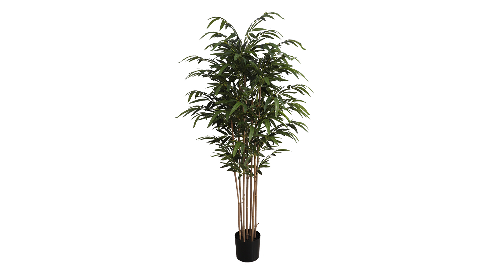 Bamboo Plant A821183