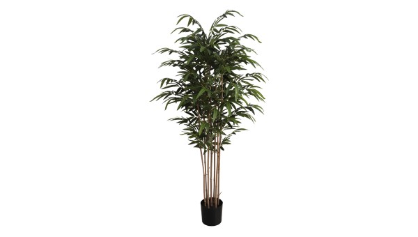 Bamboo Plant A821183