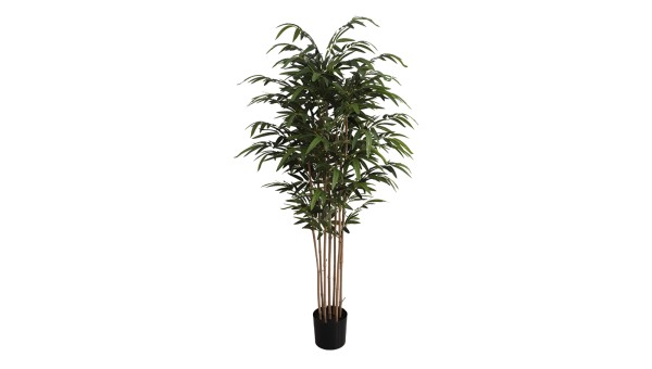 Bamboo Plant A821183