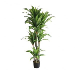 Dracaena Plant AB02180