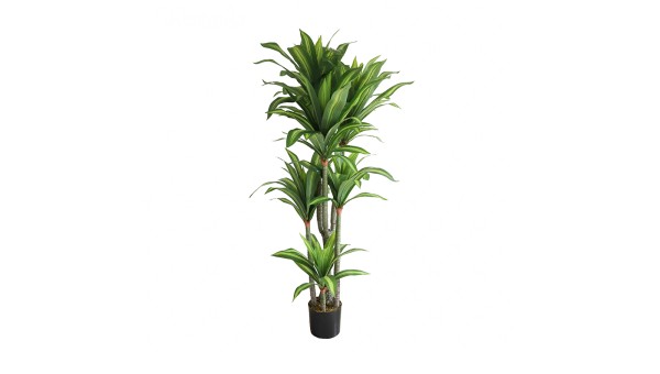 Dracaena Plant AB02180
