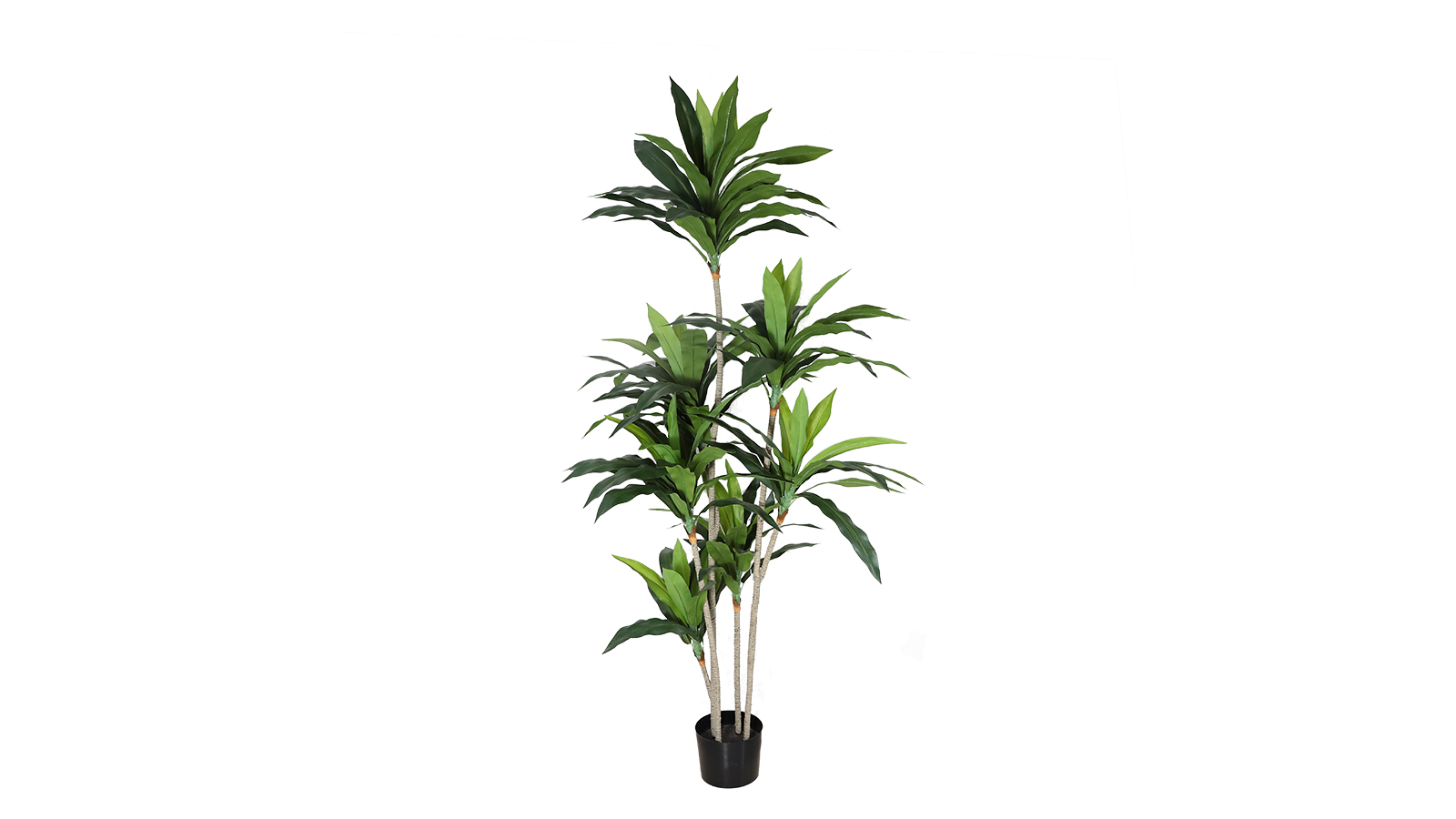 Dracaena Plant 