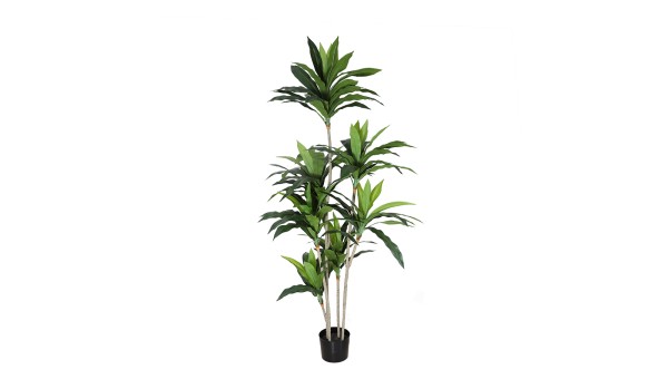 Dracaena Plant 