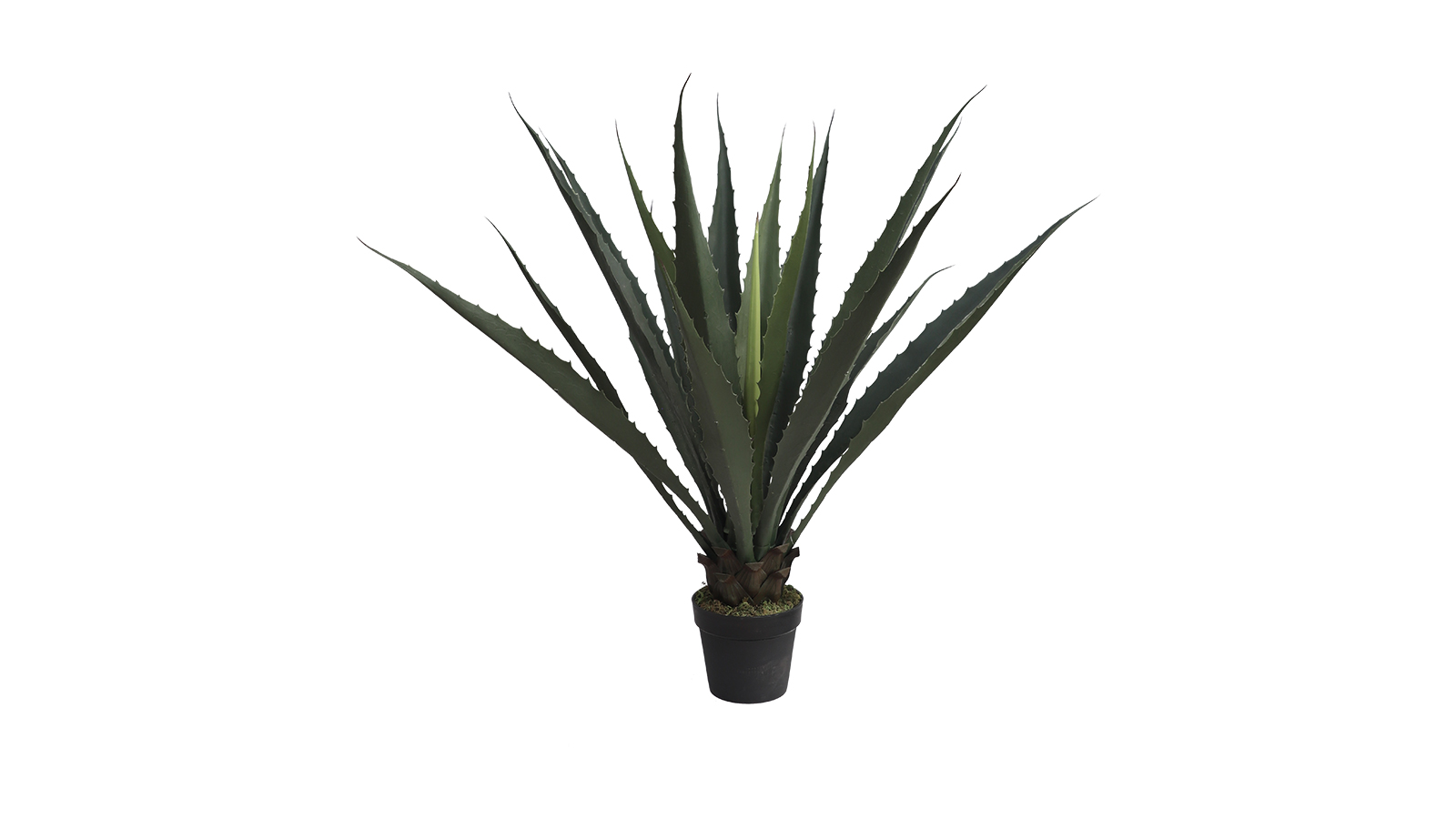 Agave Plant AC26112 Agave Plant AC26112