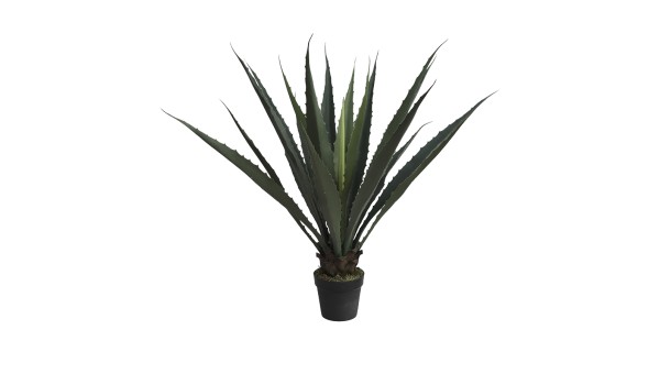 Agave Plant AC26112