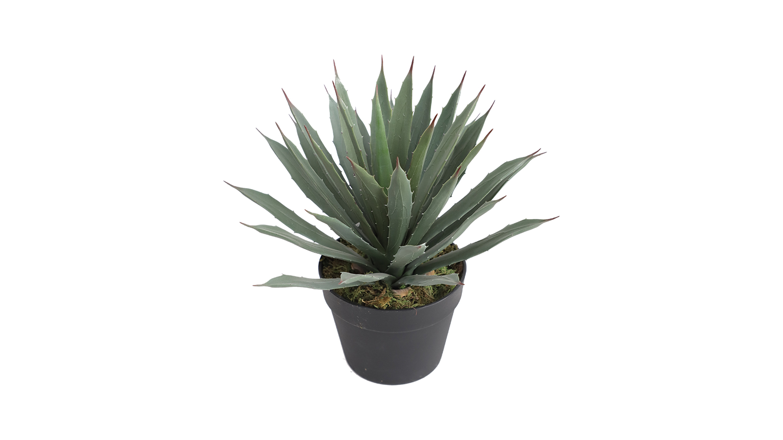 Agave Plant