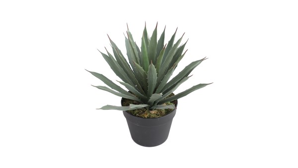 Agave Plant