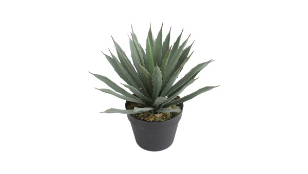 Agave Plant