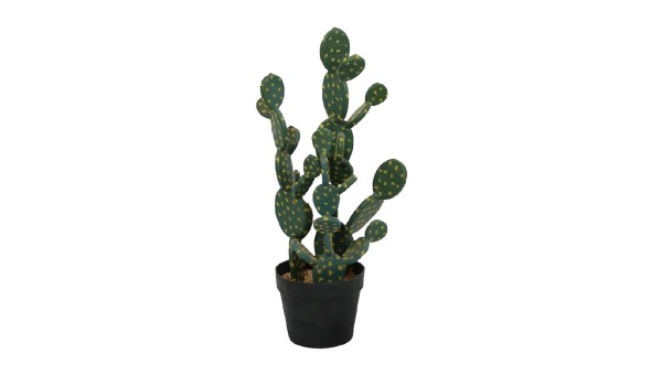 Cactus Plant