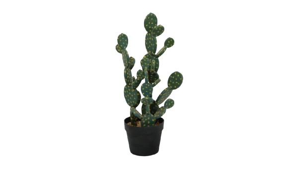Cactus Plant