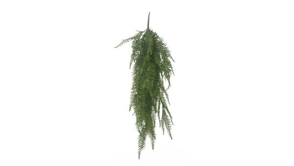 Hanging Fern