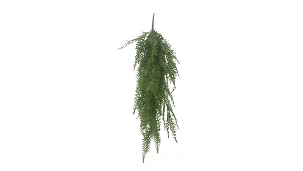 Hanging Fern