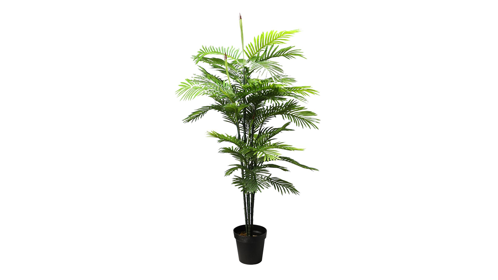 Palm Tree KD5511 Palm Tree KD5511