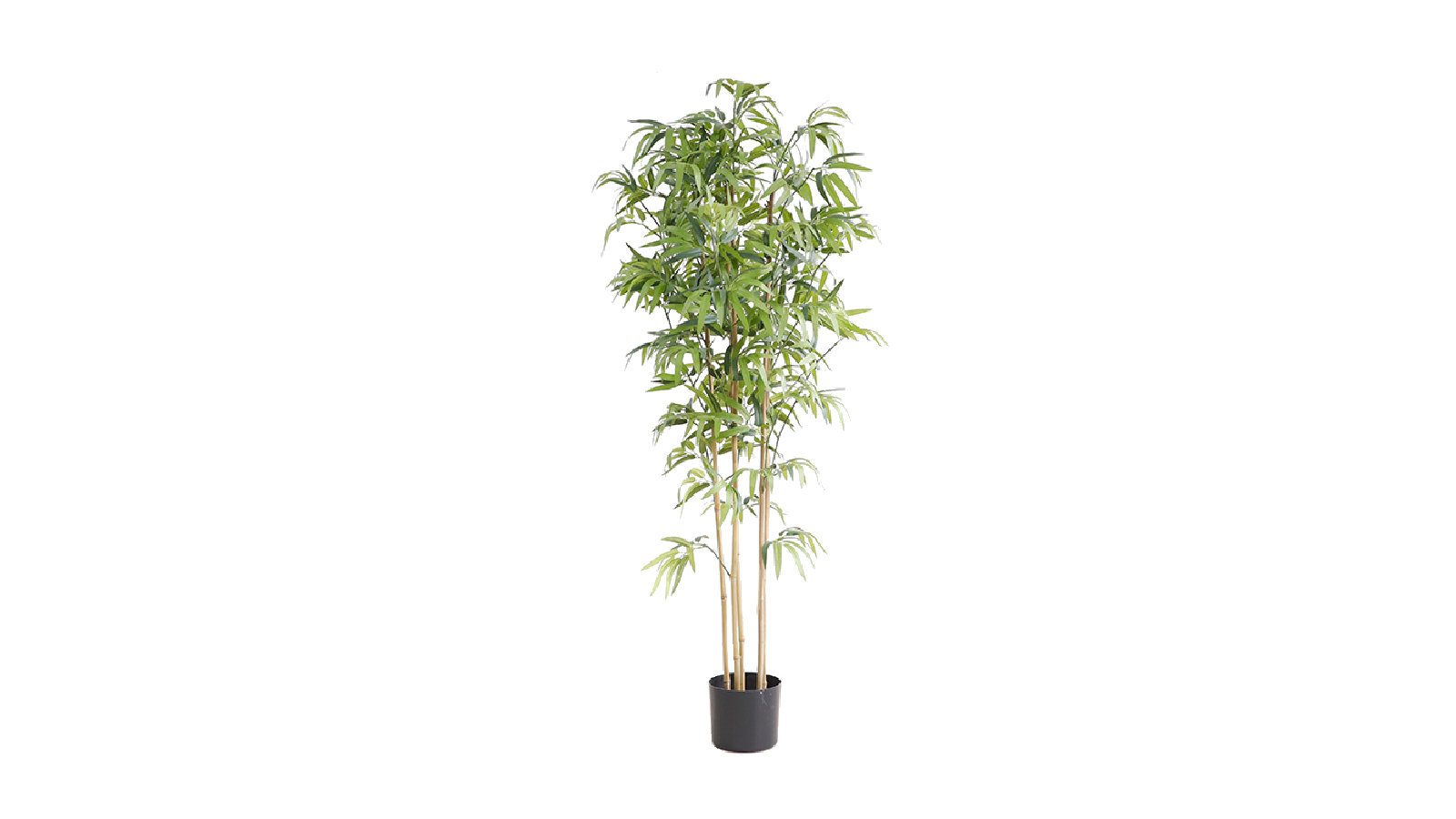 Bamboo Plant KD5802 