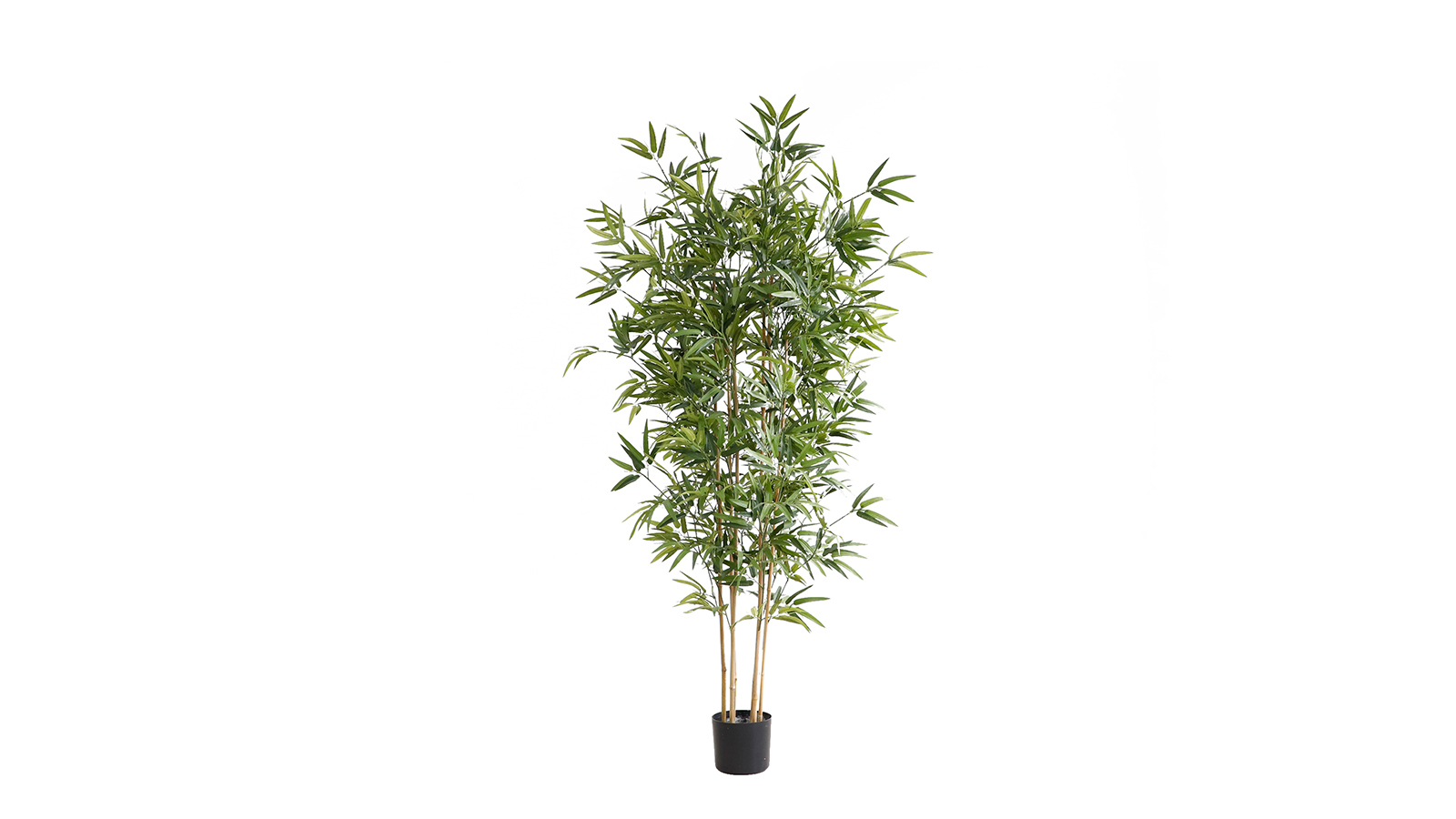 Bamboo Plant KD5802-180