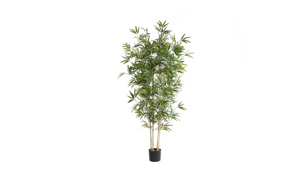 Bamboo Plant KD5802-180