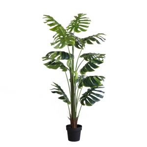 Monstera Plant Monstera Plant