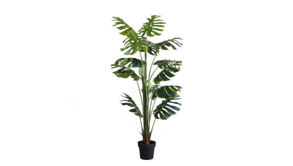 Monstera Plant