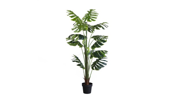 Monstera Plant