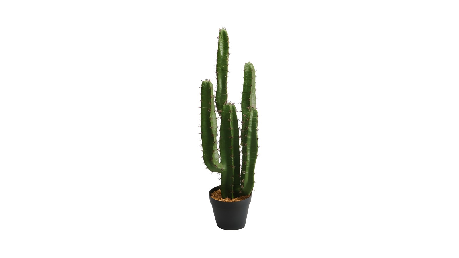 Cactus Plant Lfzp05a Cactus Plant Lfzp05a