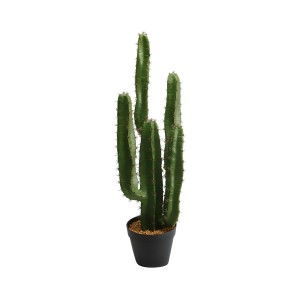 Cactus Plant Lfzp05a Cactus Plant Lfzp05a