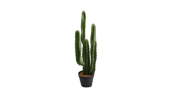 Cactus Plant Lfzp05a 