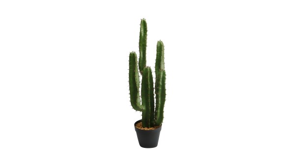 Cactus Plant Lfzp05a 