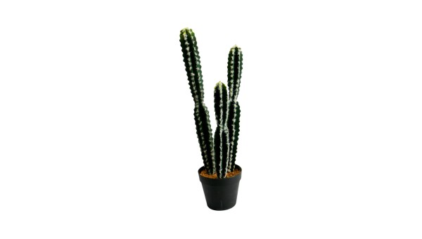 Cactus Plant Lfzp14a 