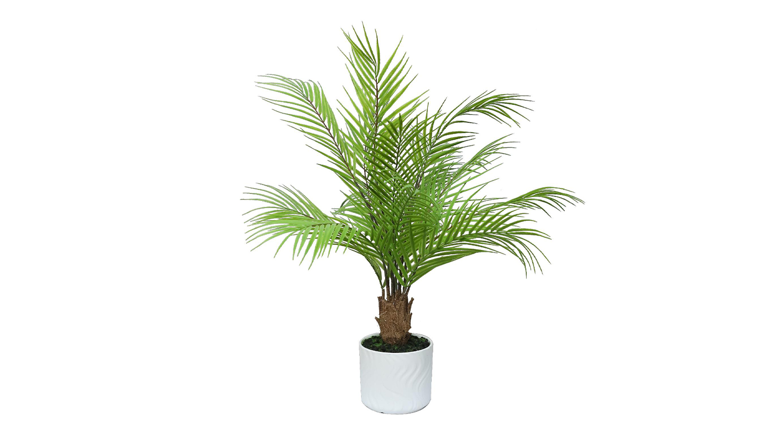 Mini Bonsai Tree Mini Bonsai Tree