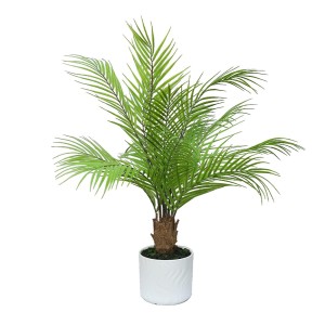 Mini Bonsai Tree Mini Bonsai Tree